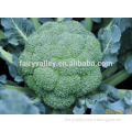 Hybrid broccoli seeds for growing-Green Hill